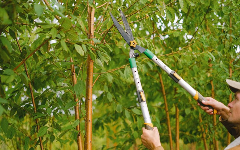 Tree trimming in Rector, PA